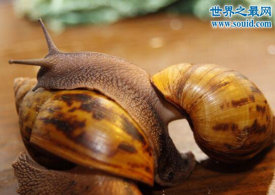 世界上破坏性最强的蜗牛，非洲大蜗牛(田园杀手)(www.gifqq.com)