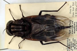 世界上最大的苍蝇，长达0.23米的大蚊