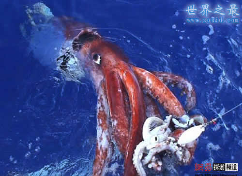 世界上最大的鱿鱼，巨型鱿鱼(长10米/重900斤)(www.gifqq.com)