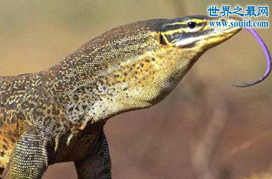 非洲最大的蜥蜴，尼罗河巨蜥(体长2米)(www.gifqq.com)