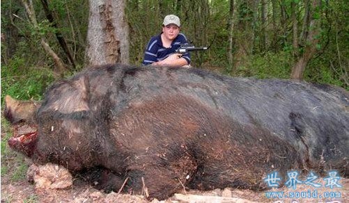世界上最大的野猪，454公斤的野猪(图)(www.gifqq.com)