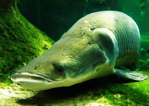 世界十大最凶猛淡水鱼，盘点那些吃人的恐怖鱼类