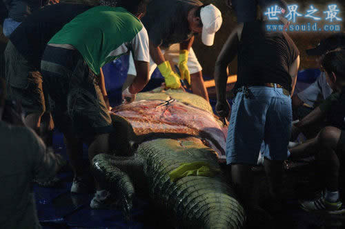 世界上最大的鳄鱼，洛龙(长6.4米/重1075公斤)(www.gifqq.com)