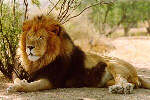 世界上最大的狮子，巴巴里狮子(仅剩十几只)