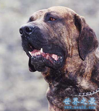 世界上最贵的狗排名，中国纯红藏獒高达1000万(www.gifqq.com)