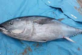 世界上最大的金枪鱼，日本捕获834斤(可供3000食用)