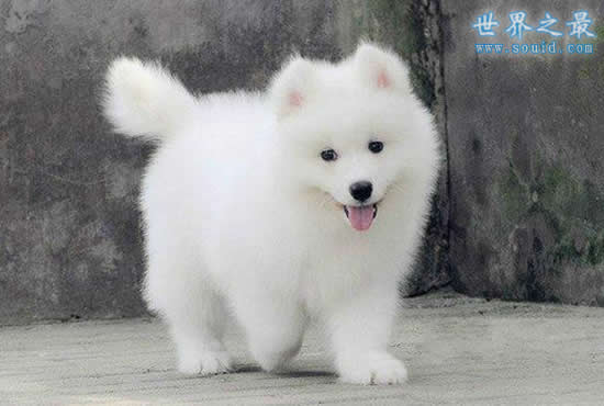 世界上最萌的最可爱的狗排名，萌翻了(组图)(www.gifqq.com)
