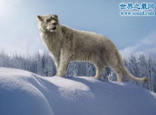 史上最大的猫科动物，残暴狮(长3.5米/重380千克)(www.gifqq.com)