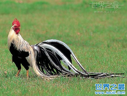 世界上最长的羽毛(www.gifqq.com)
