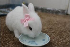 世界上最可爱的兔子，公主兔(萌宠界的新女王)