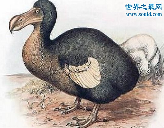 十大已经灭绝的动物，渡渡鸟(第一个被人整死的动物)(www.gifqq.com)
