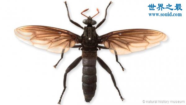 世界上最大的苍蝇，长达0.23米的大蚊(www.gifqq.com)