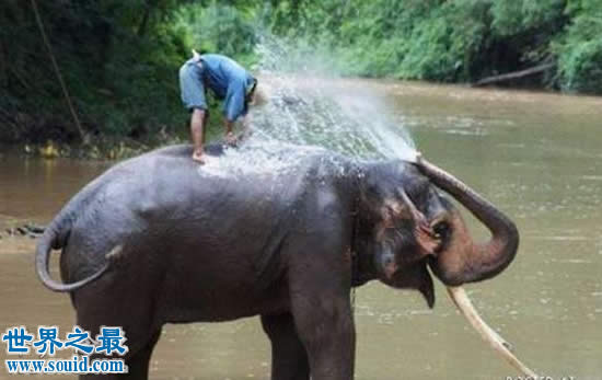 世界上最记仇的动物，大象(13年后撞死猎人)(www.gifqq.com)