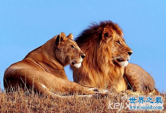 动物界十大最不可思议的性行为，狮子一次交配需4天(www.gifqq.com)