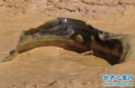 非洲杜兹肺鱼，没水的情况下暴晒4年不死(图片)(www.gifqq.com)