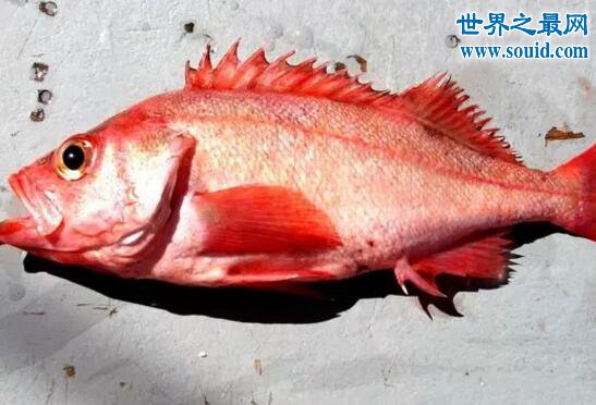十大阿拉斯加深海鱼类，裸盖鱼(虽丑但肉质鲜美)(www.gifqq.com)
