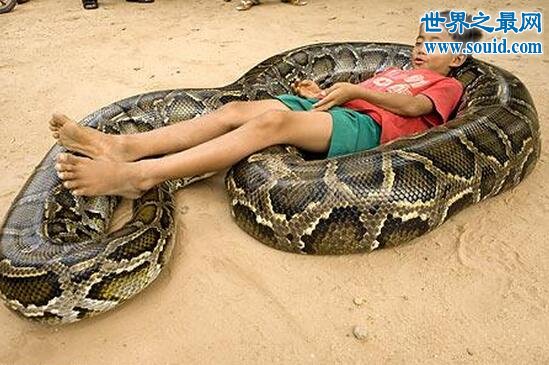 最友好的蛇看家蛇，忠心护主抓小偷救溺水小孩(www.gifqq.com)