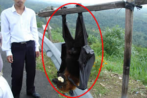 世界上最大的蝙蝠，马来大狐蝠(长达近2米)