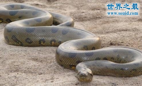 史上最大的蛇，长达15米的泰坦蟒(天下无敌被灭种)(www.gifqq.com)
