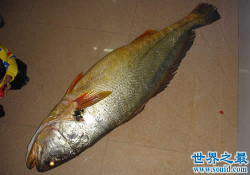 世界最贵的鱼是什么鱼，血红龙500万/金钱鳘300万(www.gifqq.com)