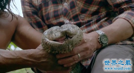 BBC和土著抓住了世界最长蟒蛇，是一种食人大蟒蛇(www.gifqq.com)