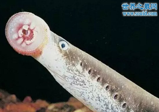 世界上最恐怖的鱼类，吸血鬼鱼(牙齿长达15米)(www.gifqq.com)