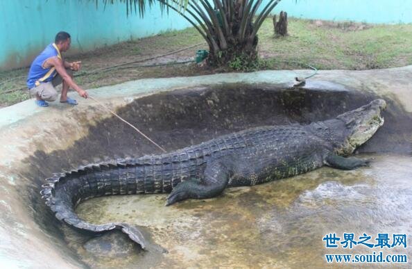 世界上最大最凶残的鳄鱼湾鳄，吞食日军1000人(www.gifqq.com)