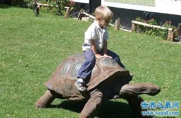 加拉帕戈斯象龟，世界上最大的乌龟(700公斤)(www.gifqq.com)