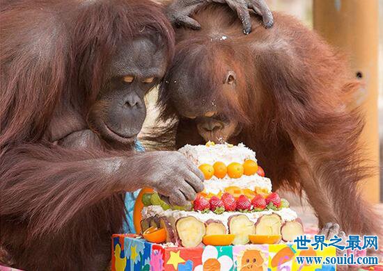 世界最老红毛猩猩，62岁和孙子抢蛋糕(www.gifqq.com)