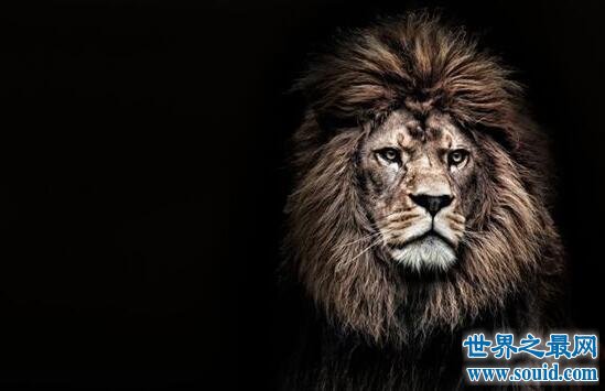 世界上最大的狮子，巴巴里狮子(仅剩十几只)(www.gifqq.com)