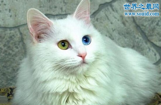 世界上最古老的猫，土耳其安哥拉猫(起源早自16世纪)(www.gifqq.com)