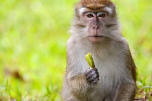 世界上最珍稀的猴子，食蟹猴(常年被走私贩卖)
