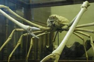 世界上体型最大的螃蟹，长达4米的日本蜘蛛蟹