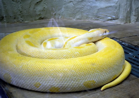 世界上最长的蛇有多长？长达55米震惊人类(图)