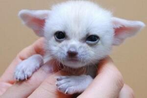 世界上最小的狐狸，超级萌的耳廓狐(只有手掌大)
