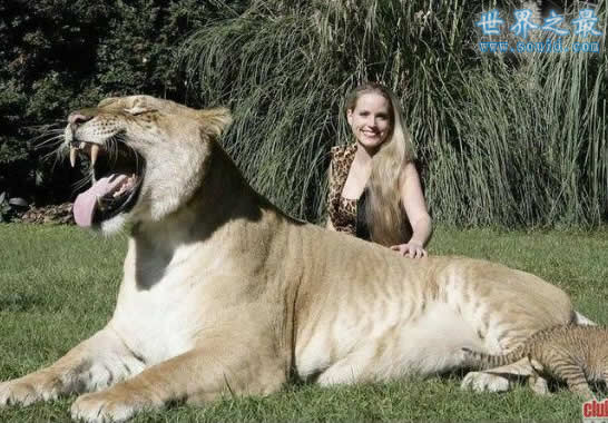 世界上最大的猫科动物，美国狮虎(长3.3米)(www.gifqq.com)