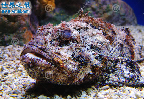 世界上最丑陋最毒的鱼，石头鱼(世界十大毒王之一)(www.gifqq.com)