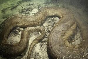 世界上最大的蛇之一，绿森蚺(体长10m/重225kg)