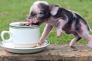世界上最小的猪微型猪，只有茶杯那么大(超级萌)
