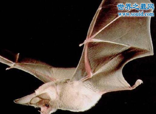 世界上最罕见的蝙蝠，猪脸大蝙蝠(嗜血成性)(www.gifqq.com)