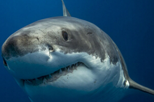 世界上最大的虎鲨，澳大利亚虎鲨(重达1251斤)
