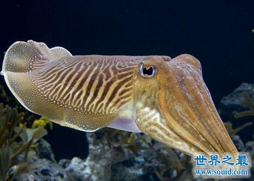 世界上最罕见的10个动物，海妖真的存在(图)(www.gifqq.com)