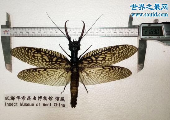 世界上最大的水生昆虫，越中巨齿蛉(21.69厘米)(www.gifqq.com)