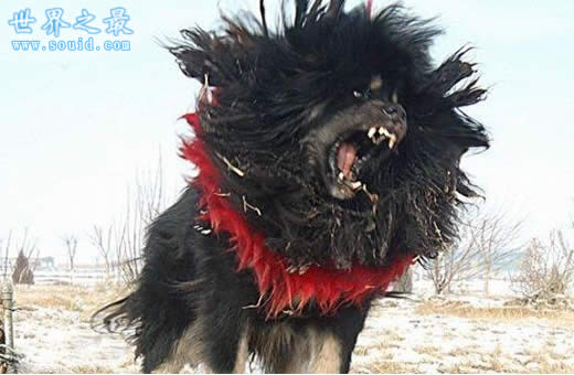 世界上最凶猛最厉害的狗，中国鬼獒(凶残度120%)(www.gifqq.com)
