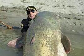 世界最大的鲶鱼种类，湄公河鲶鱼(586斤巨鲶)