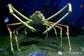 世界上最大的螃蟹，体长4米的巨型杀人蟹(图)
