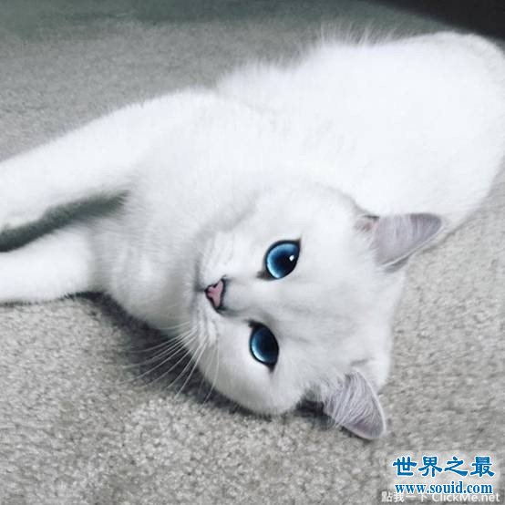 世界上最美的猫咪Coby，充满灵气蓝眼珠美哭43万人(www.gifqq.com)