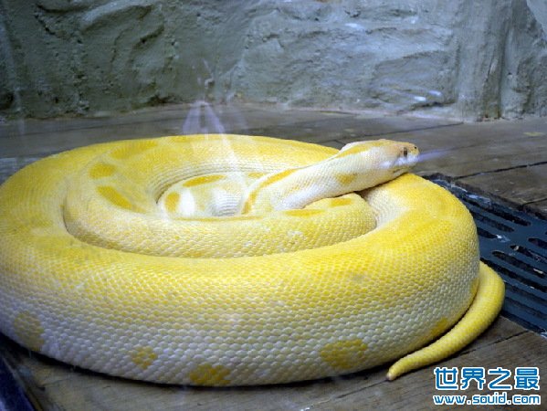 世界上最长的蛇有多长？长达55米震惊人类(图)(www.gifqq.com)