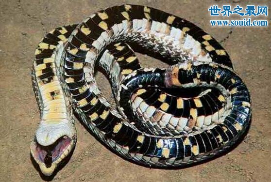世界上最怂的蛇猪鼻蛇，装死恐吓就是不敢下嘴咬(www.gifqq.com)
