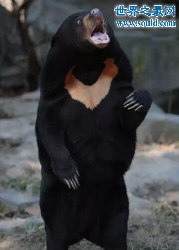 世界上体型最小的熊，马来熊(仅长110厘米/重27千克)(www.gifqq.com)